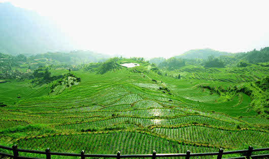 Рис третьего поколения