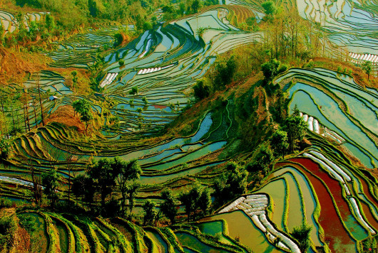 Рис третьего поколения