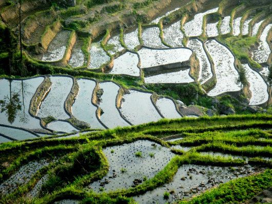 Рис третьего поколения