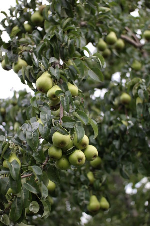 Общительная камера Samsung