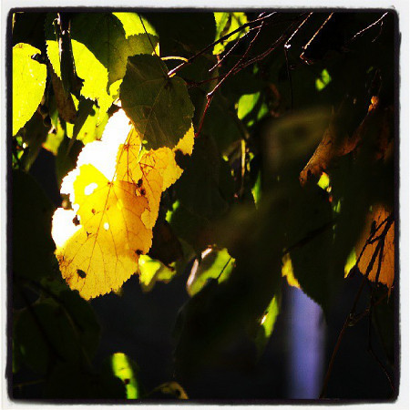 Инстаграмота