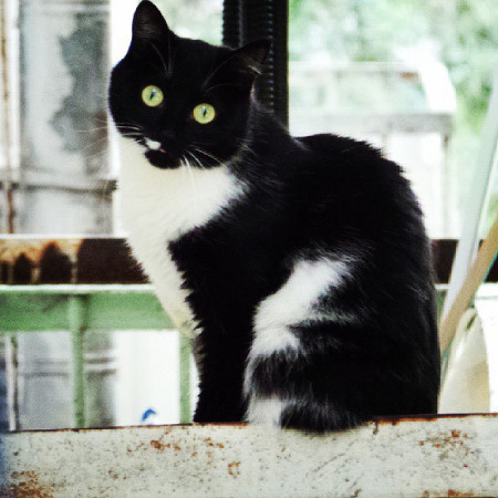 Инстаграмота