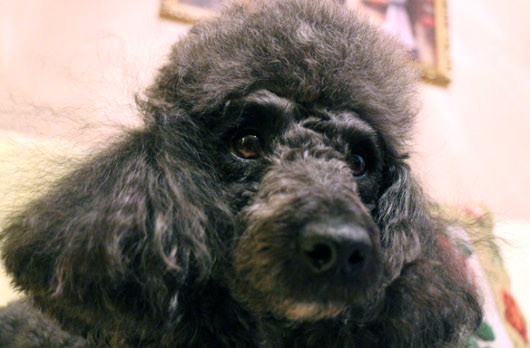 Беззеркальный вариант