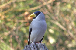 Человеческая речь могла пойти от птичьих трелей