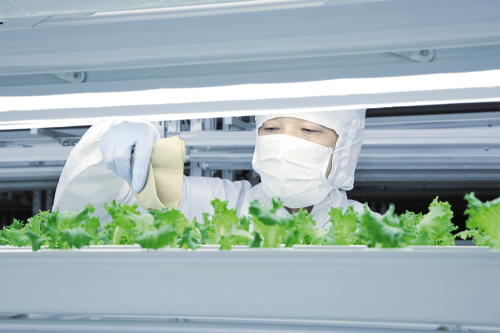 В Fujitsu занялись «облачным» огородничеством