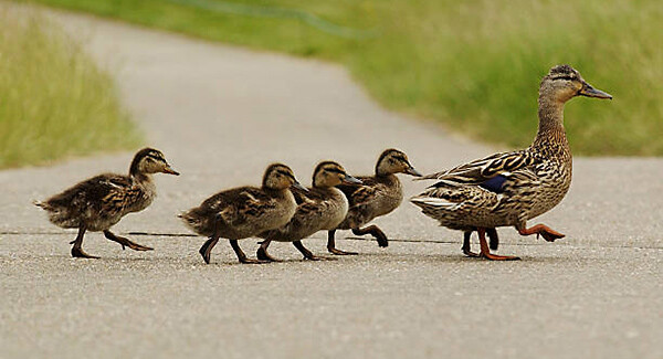 Bluetooth раскрывает секреты диких обитателей городов