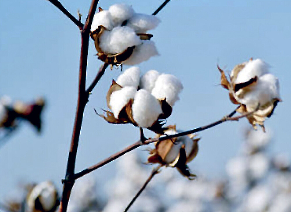 хлопчатник обыкновенный. стебель хлопчатника. хлопковый стебель. корень хлопчатника. звездочка цветоножка от хлопка.