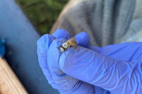 Крошечные QR-коды на спине у пчел раскрывают секреты улья