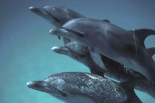 ИИ заговорил «по-дельфиньему»