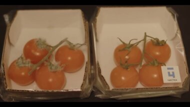 Антибактериальная картонная упаковка продлит срок годности на 25%