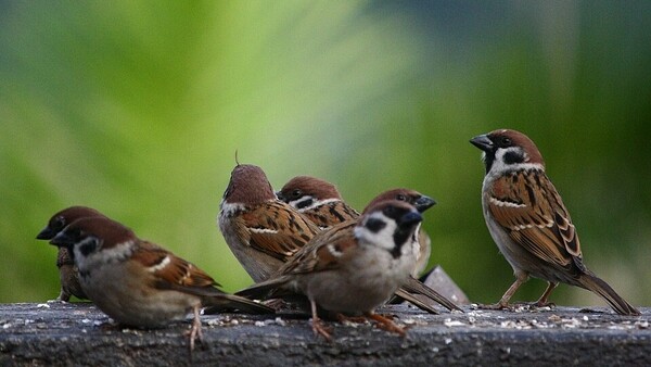 Когда слово — «воробей»: птичьи стаи учат ИИ собранности