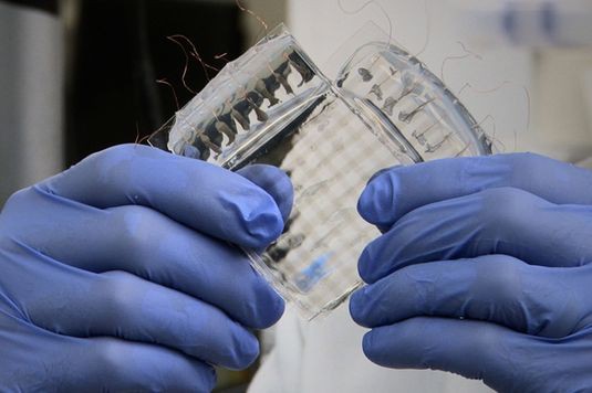 В Стэнфорде создана исскусственная кожа для «чувствительных» роботов