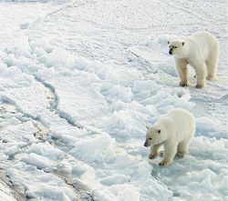Трансарктический кабель РОТАКС готов пойти по дну
