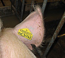 Мясопереработка под контролем IBM