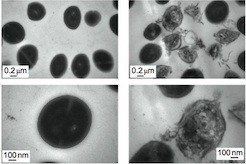 Наномедицина против стафилококка