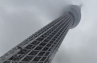 В Токио выросло 