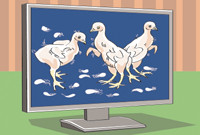 «Цыплят по осени считают»