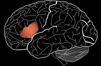 У лингвистического центра головного мозга обнаружена еще одна функция