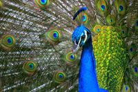 Цветной, как перо павлина