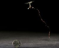 В Гарварде создали электронного летающего жука