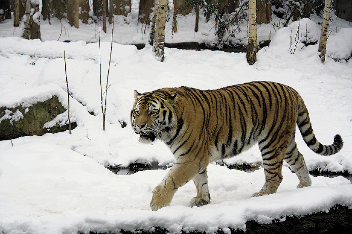 Цифровая связь спасает тигров