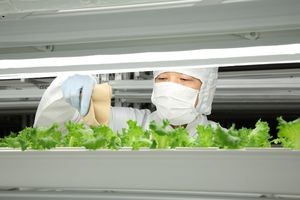 В Fujitsu занялись огородничеством