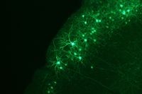 К работе над нейрокомпьютерами подключилась лаборатория Сандия