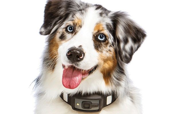 Электронный ошейник позволяет судить о состоянии здоровья собаки