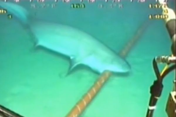 Эксперты: акулы, перекусывающие кабели, не виноваты в перебоях Интернета в Азии