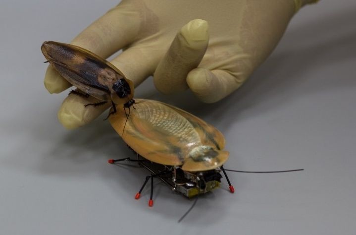 Российские ученые создали робота-таракана