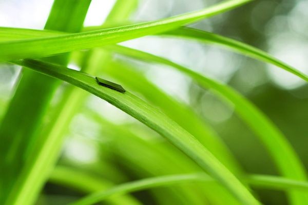 Тоньше травинки