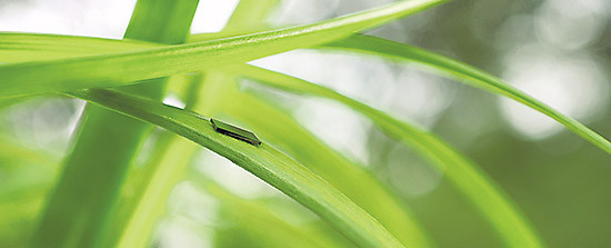 Тоньше травинки