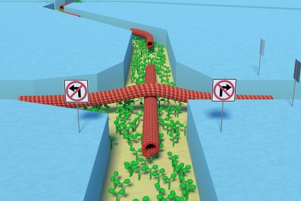 Создан первый в мире биологический суперкомпьютер