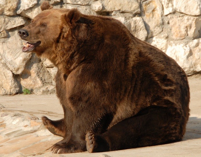 Бесплатный Wi-Fi в зоопарке появится, когда животные проснутся