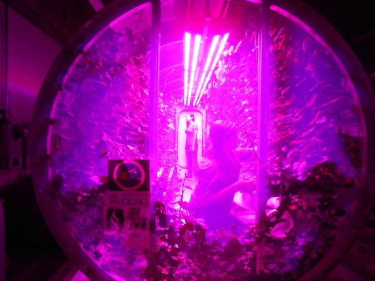 Светодиоды помогут выращивать салат на Марсе