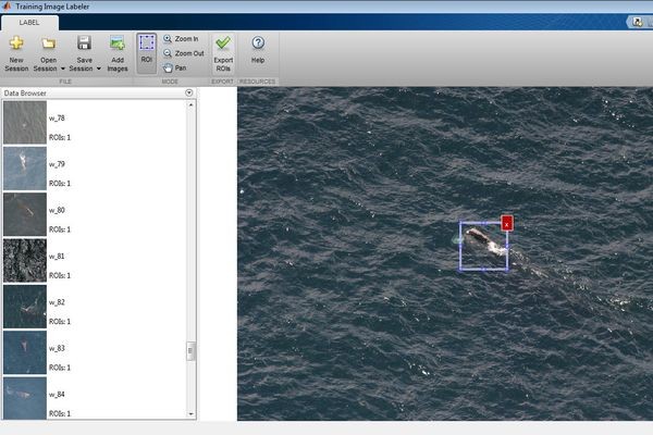 Программа, опознающая китов по внешности, помогает оберегать от их вымирания