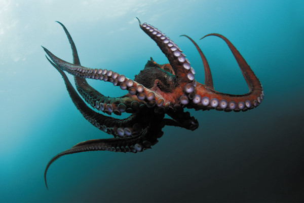 Органическая ИТ-платформа SharePoint