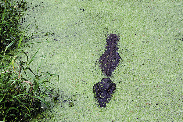 Три правила, которые помогут избежать превращения озера данных в болото