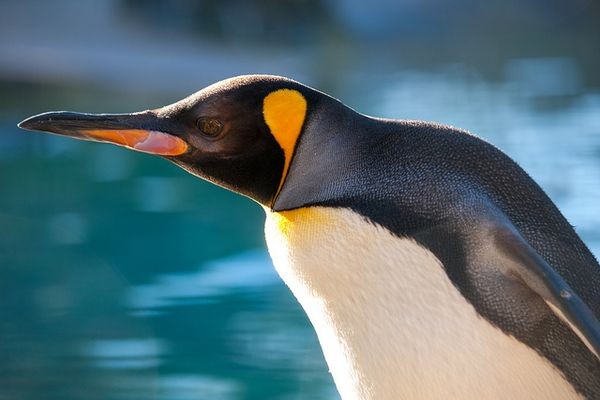 Из ядра Linux 4.18 удалили 100 тысяч строк устаревшего кода