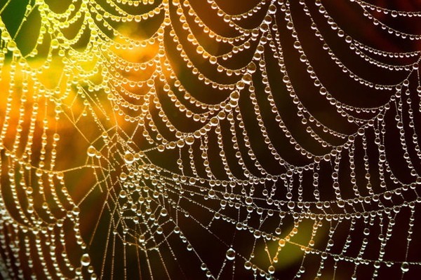 В ядре Linux появится поддержка аналога языка ассемблера для веб-приложений