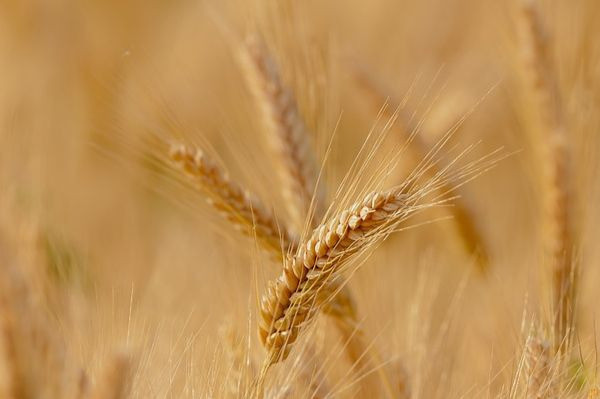 В России стали торговать зерном онлайн