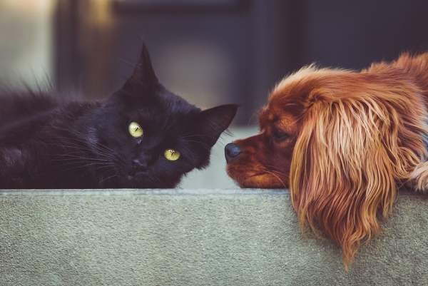 «Яндекс» открыл сервис поиска пропавших домашних животных