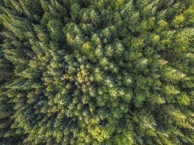 Этикеточные материалы UPM Raflatac впервые в мире получили сертификат Carbon Trust