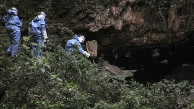 В Западной Африке впервые обнаружен смертельно опасный вирус Марбурга