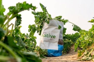 Создана бумага из сахарной свёклы 