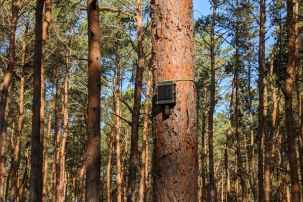 Датчики Интернета вещей помогут предотвращать лесные пожары