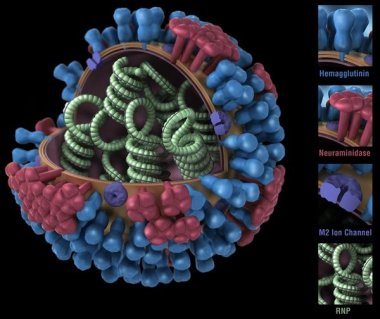 Важный шаг в разработке универсальной вакцины от гриппа 