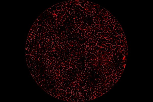 Машинное обучение ускоряет созревание выращенной в лаборатории печени