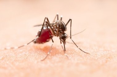 Малярия. Узнать заново. Заметки российского врача в Африке