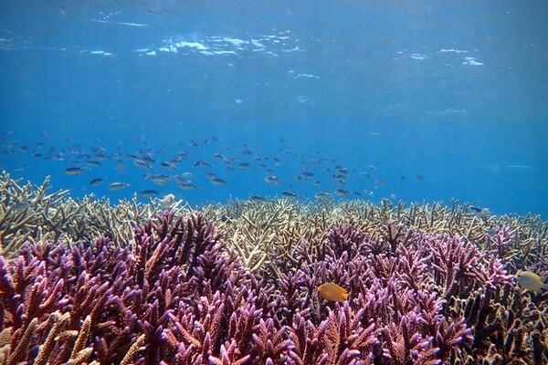 Искусственный интеллект изучает «песню» кораллового рифа